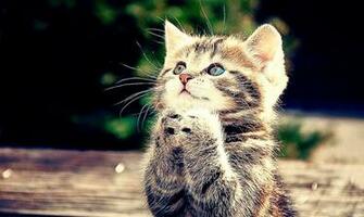 Cats Image HD Background Wallpaper