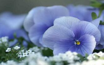 Wallpaper Desktop Widescreen Flowers HD In