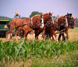 Tff8uaxzkoi Aaaaaaaaatw 0iwg3vl S1600 Amish 252bplow 252b3 Jpg