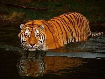 Tiger Wallpaper Desktop