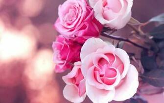 My Favorite Wallpaper Xoxovalerie