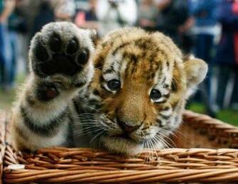 Tiger Baby