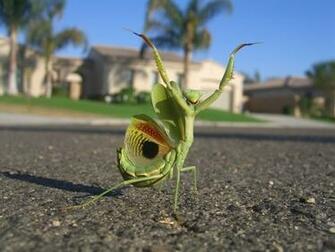 Funny And Most Interesting Strange Pictures Rarely Captured Wallpaper