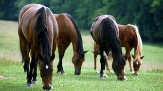 American Quarter Horse Eating Grass HD Image Famous Wallpaper