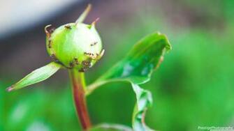 Antz 4k HD Desktop Wallpaper For Ultra Tv Wide