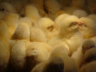 Cute Baby Chickens Wallpaper