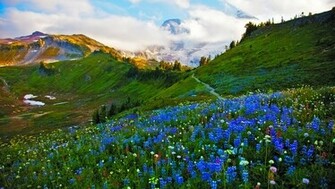 Landscape Spring Meadow Flowers Wallpaper HD