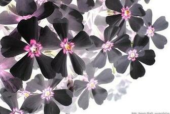 Wallpaper Real Black Flowers Image Photographs Background