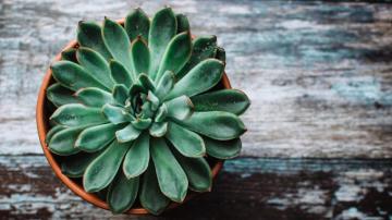 Succulent Wallpaper