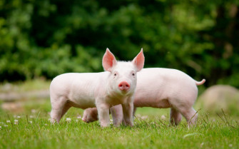 Farm Animals Wallpaper S