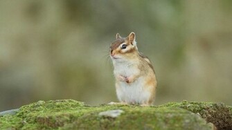 Squirrel Sentry Wallpaper HD Background