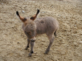 Donkey Wallpaper