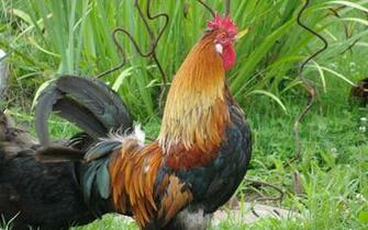 Top Roosters Wallpaper