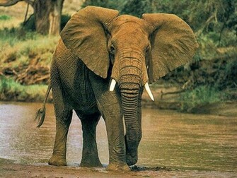 African Elephants