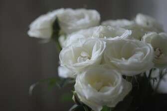 Wallpaperpot White Rose Wallpaper Html A1