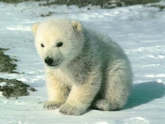 Polar Bears Wallpaperthe Today Stuff