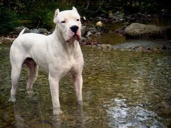 Dogo Argentino