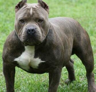 Best Apbt Wallpaper