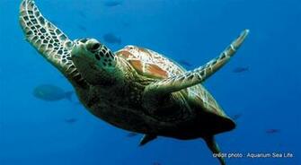 Beautiful Wallpaper Turtle HD