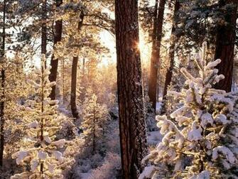 Extra Winter Wallpaper