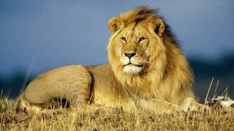 Tags Cool Lion Wallpaper