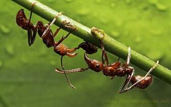 Insect Wallpaper