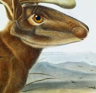 Clements Library Chronicles Recent Acquisition Rare 151st Plate From