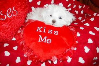Valentines Kittens Puppies And Cupcakes Cute Pictures Gifs