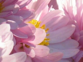 Pretty Pink Flower Wallpaper Papel De Parede