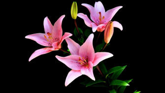 Pink Flower Close Wallpaper
