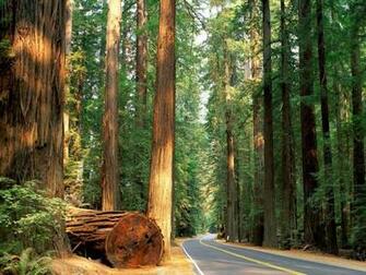 Redwood Trees