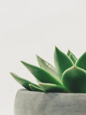 Minimalist Succulent Wallpaper iPhone Android Desktop Background