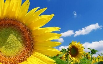 Mooie Achtergrond Met Close Up Foto Van Zonneblomen