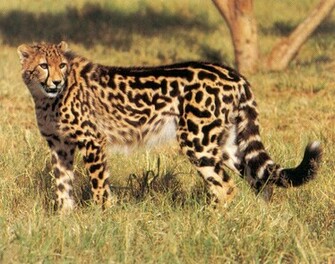 Cheetah Pictures Elephant Eagle