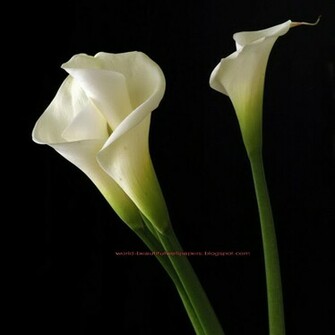 Beautiful Wallpaper Calla Lily Flowers