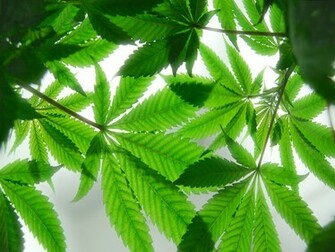 6lgffi Aaaaaaaaaww Hcu4uhy8on4 S1600 Cannabis Jpg