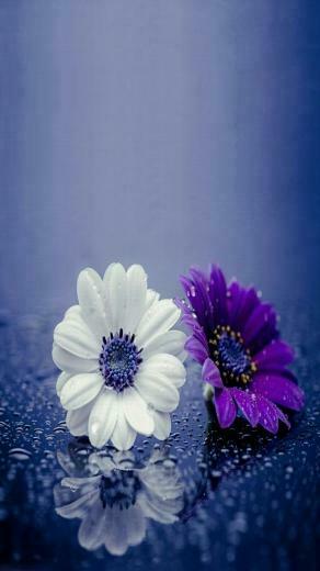 Wallpaper Flori Flowers Amazing Nature