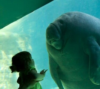 Animals Manatee Wallpaper Art HD