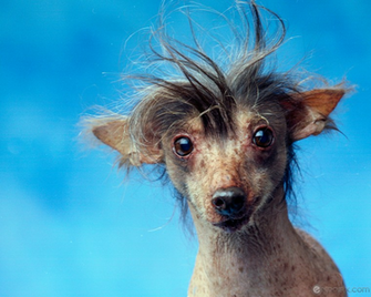 Ugliestrascal Ugliest Dog Dies Spoh Ugly One Of The