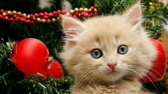Collection Kitten Tags New Year Background Pet Animal Cat Ball