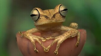 Tree Frog Wallpaper