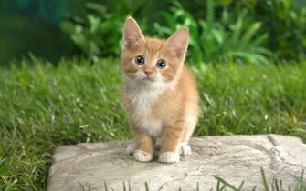 Kitten Balance HD Wallpaper Cute Curious Kittens