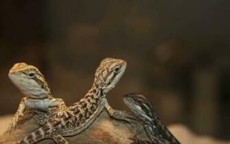 Bearded Dragon Wallpaper