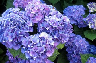 Hydrangeas Flower Wallpaper In High Resolution HD For