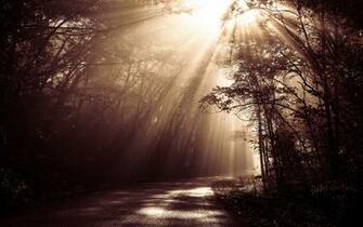 Enchanted Forest Background Net
