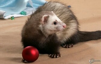 Ferret Wallpaper