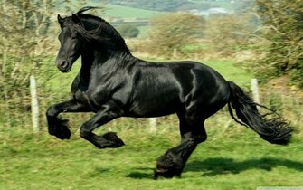 Black Horse Computer Portrait Best Photography Wallpaper