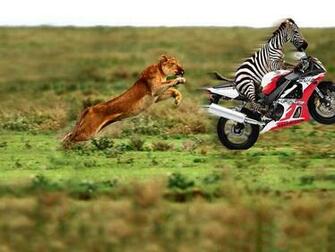 HD Animal Wallpaper Funny Animals