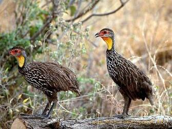 Wallpaper Chicken Wildlife