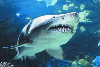 Sharks Wallpaper For Desktop Shark